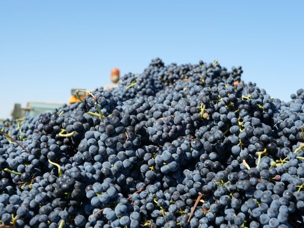 La magia de la fermentación. Transformando uvas en vino